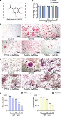 Gallic acid inhibits osteoclastogenesis and prevents ovariectomy-induced bone loss